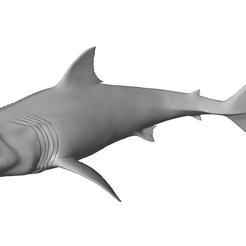 1.png Archivo OBJ Megalodon・Diseño para descargar y imprimir en 3D