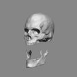 SKULL and JAW 1.jpg Anatomy Male Skull 1/2 Size