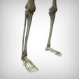 View5.jpg Human Skeletal System
