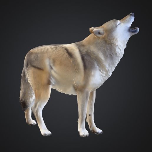 Howling Wolf Sculpture – Realistic Wildlife 3D Print Model