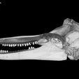 specimen-6.jpg Tursiops truncatus, Bottlenose Dolphin skull