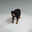 1W.png DOG DOG - DOWNLOAD Rottweiler 3d model - animated CANINE PET GUARDIAN WOLF HOUSE HOME GARDEN POLICE - 3D printing DOG DOG DOG