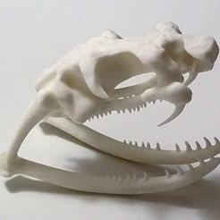 CobraSkull_01.jpg Free 3D file King Cobra skull・3D printable design to download