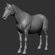 6.jpg Horse Breeds Collection