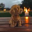 Photoroom_20240404_101507.jpg Micro dog baby Golden retriever 30mm
