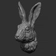 5.jpg Hare head