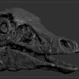 STMMS_0008_Layer-12.jpg Dinosaur skull -  Struthiomimus altus