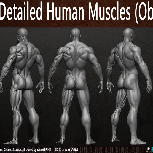 ♂️ Highly Detailed Human Muscles (Male)・ 3D File for 3D printing・Cults