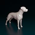 Arg-Boy-NE-001.jpg Argentino Dogo