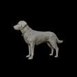 16.jpg Labrador Retriever model 3D print model