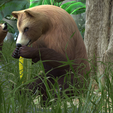 0_00016.png Bear DOWNLOAD Bear 3d model - animated for blender-fbx-unity-maya-unreal-c4d-3ds max - 3D printing Bear Bear