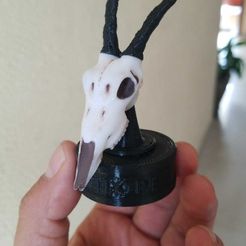 WhatsApp-Image-2022-09-06-at-9.36.14-AM-2.jpeg Free STL file Antilope Cap bottle (Antelope skull) Skull bottle・3D printable design to download