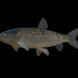Grass-carp-1-24.png fish grass carp / Ctenopharyngodon idella / amur bílý statue detailed texture for 3d printing