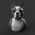 BostduckTerrier.179.png Bostduck Terrier - Boston Terrier (COLORED FILES)
