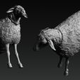 ZBrush-D6876ocument.jpg T Ocellus Alien Sheep