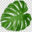 monstera.png 5 cookie cutters and leaf fondant - monstera - rib of adam