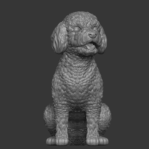 poodles-16.jpg Toy Poodle / Poodle