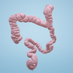 01.png Small intestine and colon
