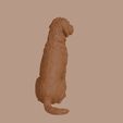 Bergamasco_Sheepdog_0007.jpg Bergamasco Sheepdog in Sitting Pose