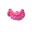 9.png Lower gastrointestinal tract segmented