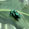 Crouching-Dart-Frog-05.jpg Crouching Dart Frog