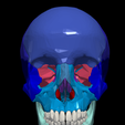 1.png 3D Model of Skull Bones