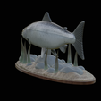 salmo-salar-1-15.png Atlantic salmon / salmo salar / losos obecný fish underwater statue detailed texture for 3d printing