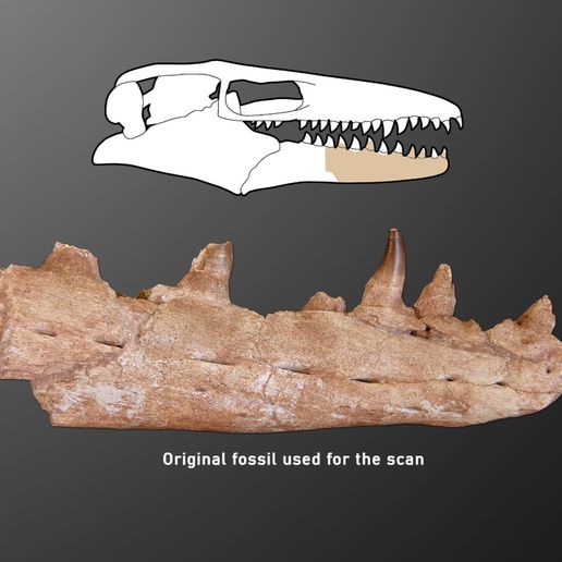 prognathodon_preview05.jpg STL file Mosasaur Jaw・3D printable model to download, LordTrilobite