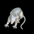 Capture-d’écran-2023-07-06-à-11.14.34.png rat