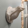 Ranita_de_Darwin_02.jpg STL file Darwin wall frog・3D printable design to download