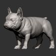 french-bulldog-puppy11.jpg french bulldog puppy 3D print model