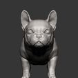 french-bulldog-puppy9.jpg french bulldog puppy 3D print model