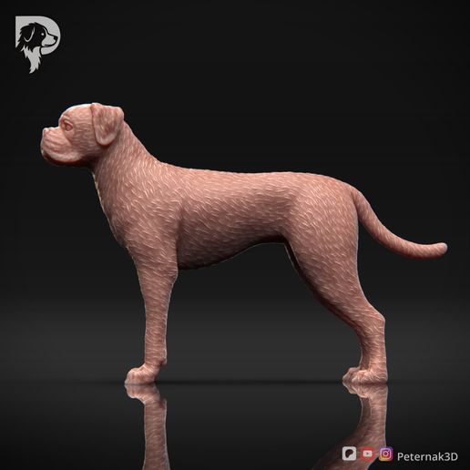 Boxer-Pose-02-Dog-3D-Print-8s.jpeg Chien Boxer Modèle imprimé en 3D Pose 02