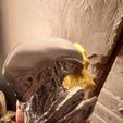 xeno1.jpg Xenomorph (Alien) Wallmount
