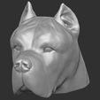 22.jpg Cane Corso dog head for 3D printing