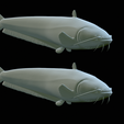 Catfish-Europe-33.png FISH WELS CATFISH / SILURUS GLANIS solo model detailed texture for 3d printing