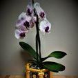 greco-style-03.jpg special orchidee #2 greco style - modular