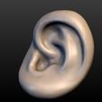 Ear-07.jpg Round Ear