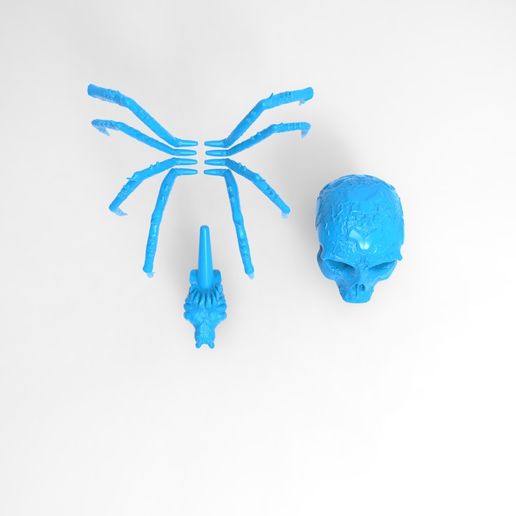 untitled.44.jpg Skull Scary Spider Skeleton