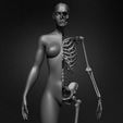 Female-Human-Skeleton-3D-Model-sculpted-by-Yacine-BRINIS-001.jpg Highly Detailed Human Skeleton (Female)