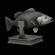 peacock-bass-trophy-1-1-21.png Peacock bass (Cichla ocellaris) fish in motion trophy statue for 3d printing