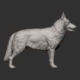 Swiss-white-shepherd9.jpg Swiss white shepherd 3D print model