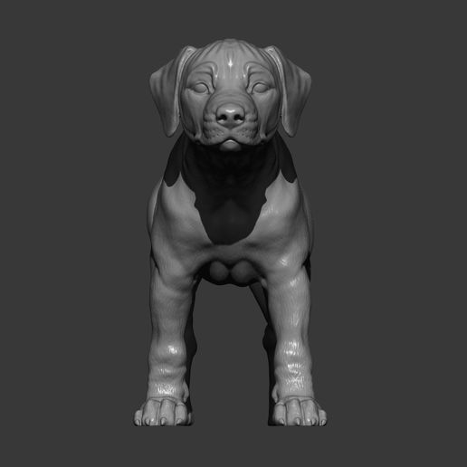 puppy-rhodesian-ridgeback-standing13.jpg puppy rhodesian ridgeback standing 3D print model