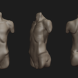 3.png Human Torso Types