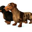 03.jpg DOG - DOWNLOAD Dachshund 3d model - Dog animated for blender-fbx-unity-maya-unreal-c4d-3ds max - 3D printing Dachshund DOG SAUSAGE - SAUSAGE PET CANINE WOLF