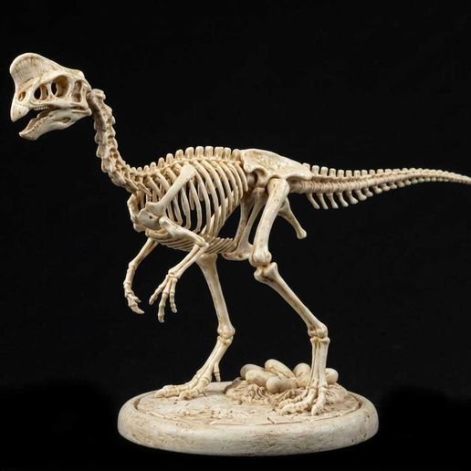 Oviraptor Skeleton(High-precision model of dinosaur skeleton sculpture)