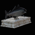 coalfish-statue-box-1-11.png fish coalfish / Pollachius virens with storage space / for 3d printing