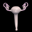 1.PNG.467e1c2f7eeb7fde2b0e20ebe82fc5b1.png 3D Model of Female Reproductive System