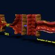 ps5.jpg 3D Angiogenesis NEW BLOOD VESSEL FORMATION