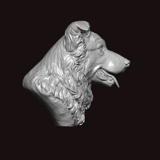 2aaaa.jpg border collie cara busto